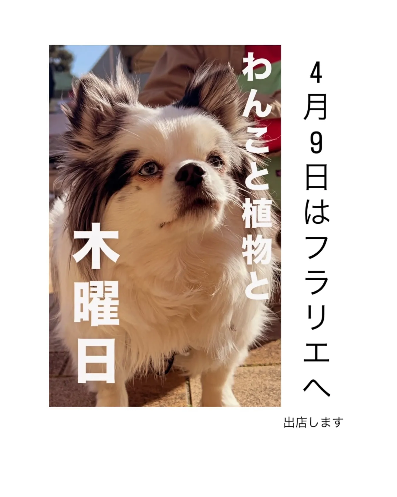 4月9日は、DOG FRIENDLY暮らしのマルシェ